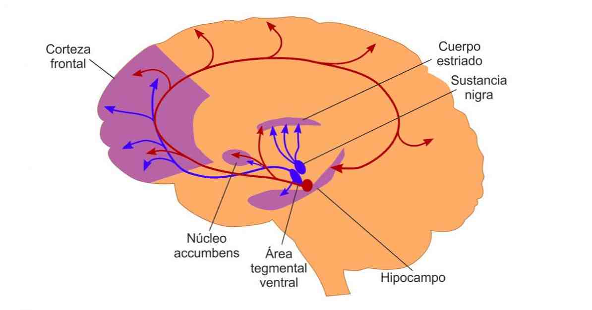 Via anatomia mesolimbica (cérebro) e funções