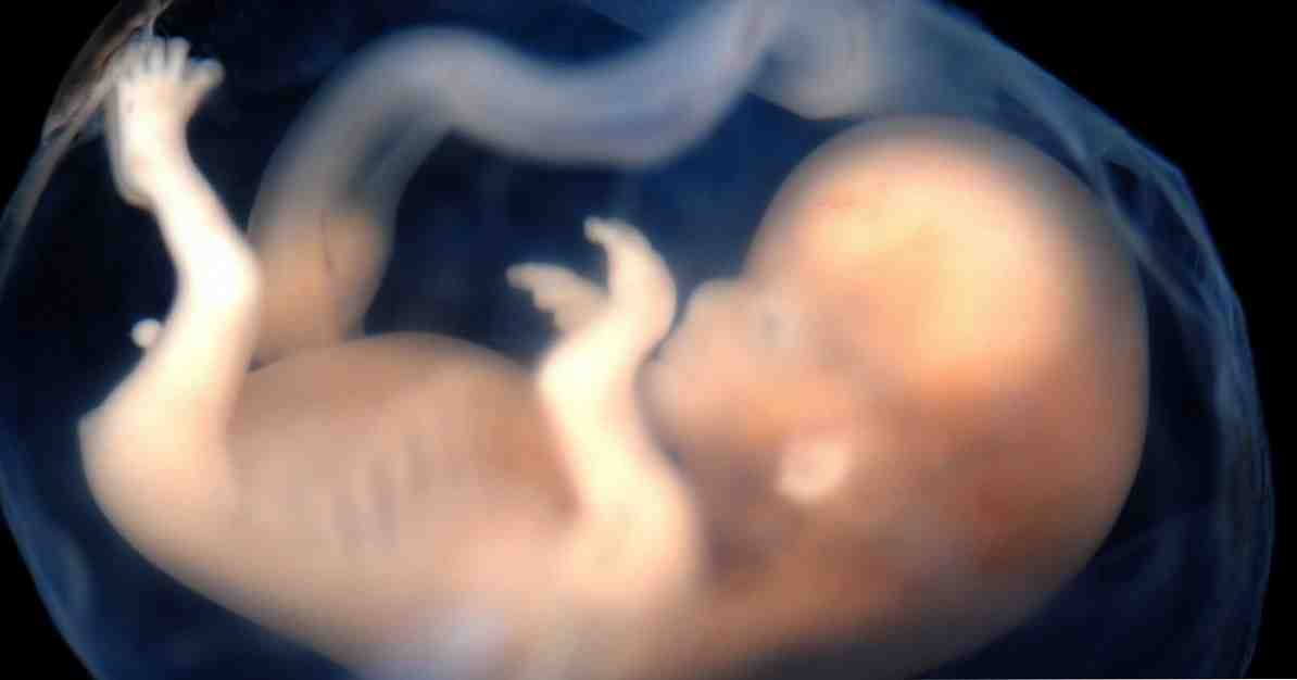 Vanaf wanneer voelt een menselijke foetus pijn? / neurowetenschappen