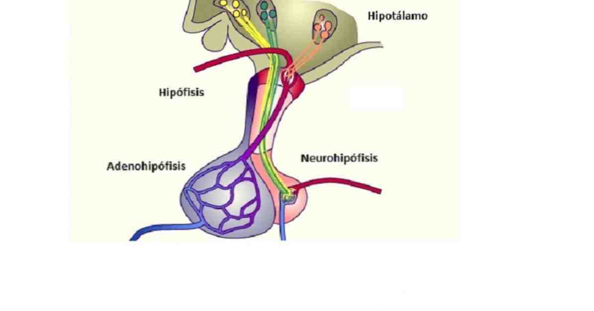 Adenohypophysis apa itu, fungsi dan hormon yang dirembeskan / Neurosains