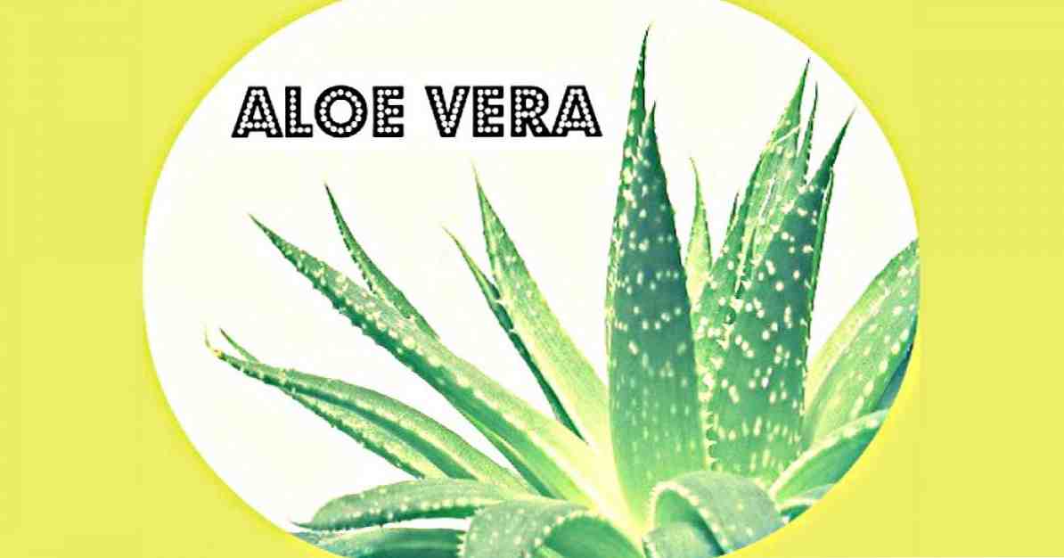 Aloe vera 13 kasu, mida peate teadma ja oma elule rakendama