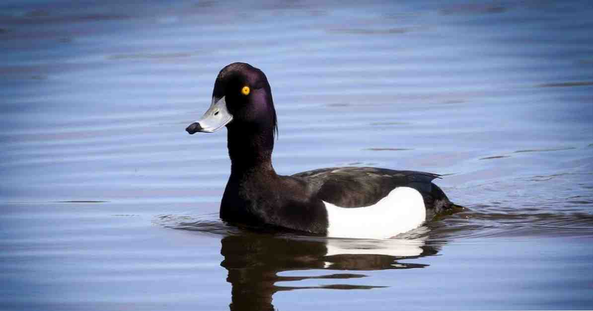 Anatidaefobia, lelucon fobia terkait dengan bebek yang menatap kami