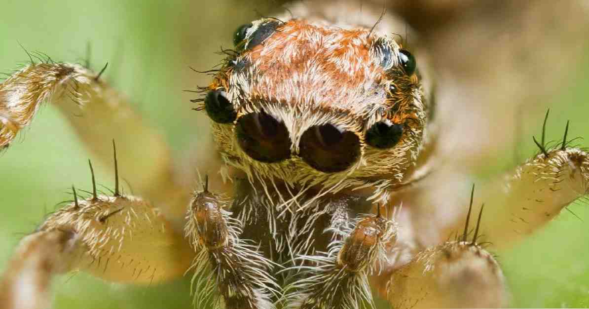 Arachnophobie verursacht und Symptome extremer Angst vor Spinnen / Klinische Psychologie