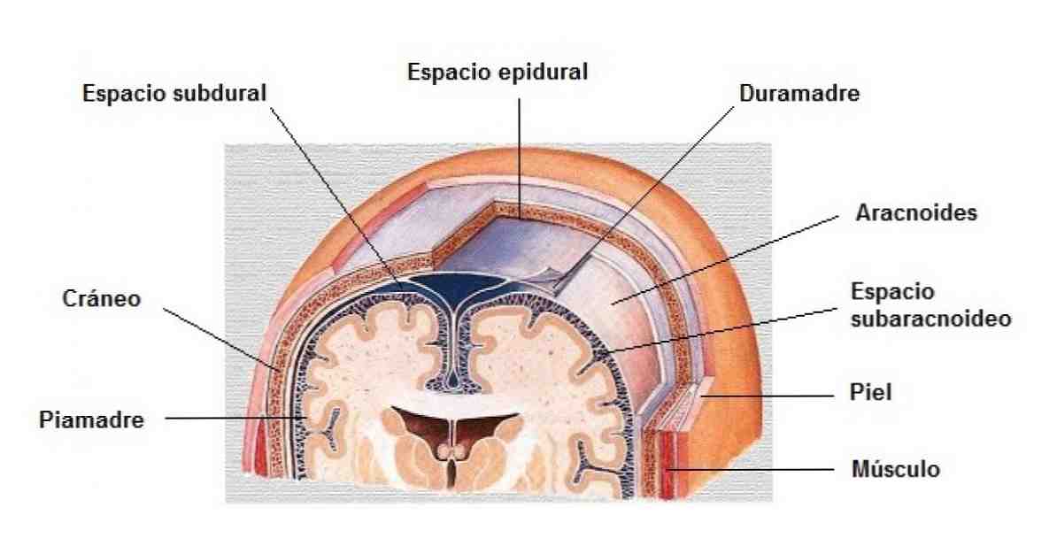 Anatomia dell'aracnoide (cervello), funzioni e disturbi associati / neuroscienze