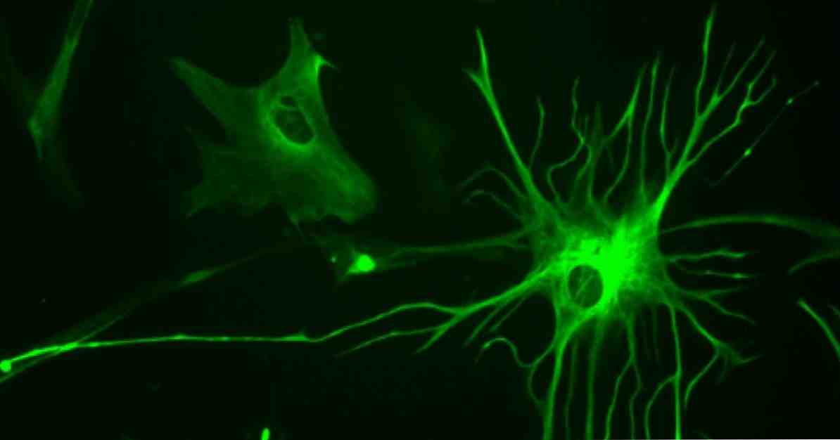 Astrositler Bu glial hücreler hangi işlevleri yerine getirir? / neuroscıences