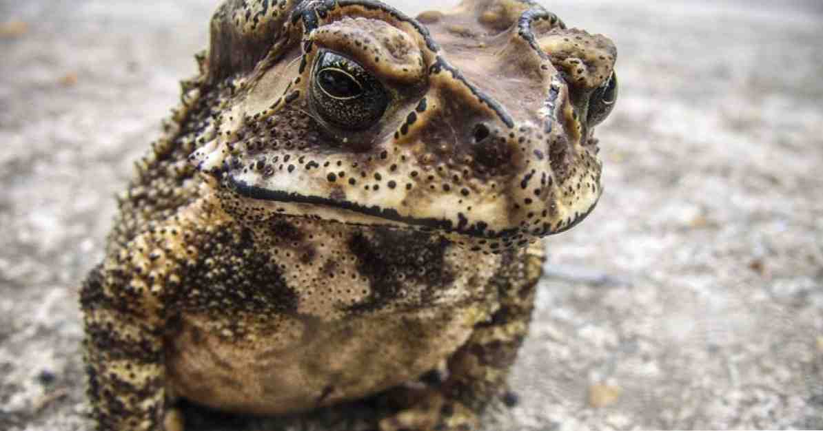 Bufonofobija (neramių baimė) simptomai, priežastys ir gydymas