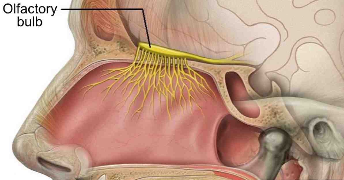 ความหมายของชิ้นส่วนและฟังก์ชั่นของหลอดดมกลิ่น / ประสาท