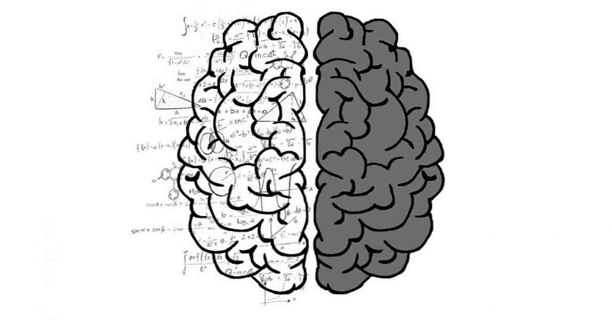 Cervello umano sue strutture e aree principali / neuroscienze