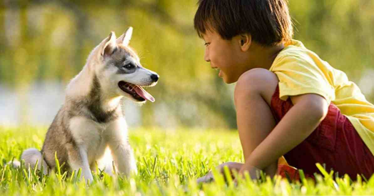 Kako razviti empatiju prema životinjama u djece / Obrazovna i razvojna psihologija