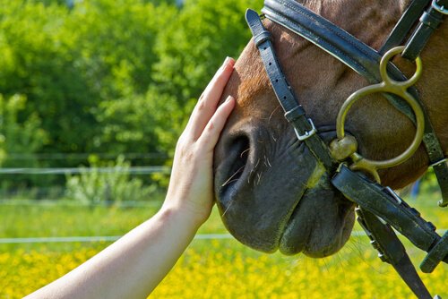 あなたは動物補助療法の利点を知っていますか？ / 心理学