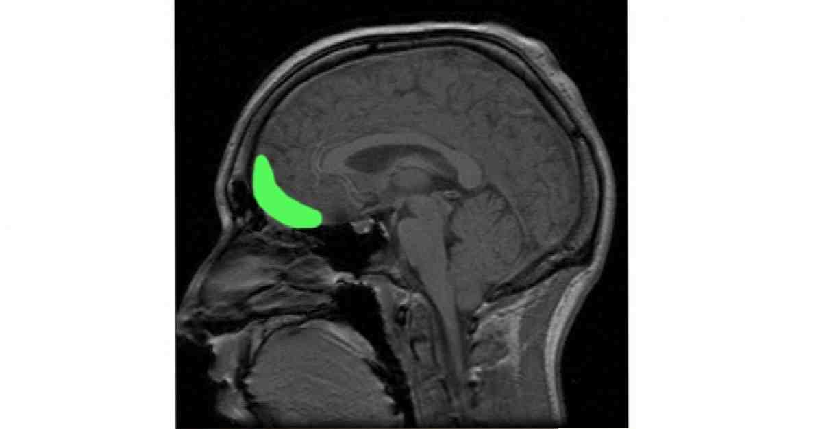 Orbitofrontal cortex ส่วนฟังก์ชั่นและคุณสมบัติ / ประสาท