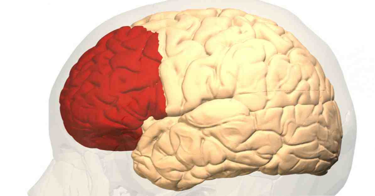 Funkcje kory przedczołowej i związane z nią zaburzenia / Neuronauki