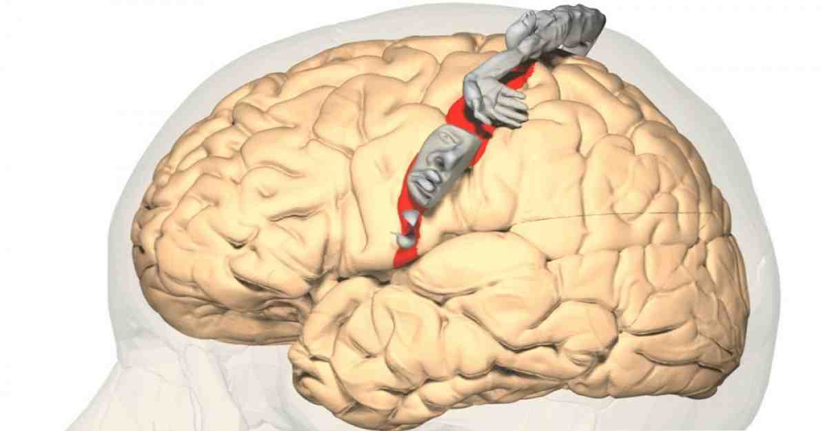 أجزاء القشرة الحسية الجسدية والوظائف والأمراض المرتبطة بها / علوم الأعصاب