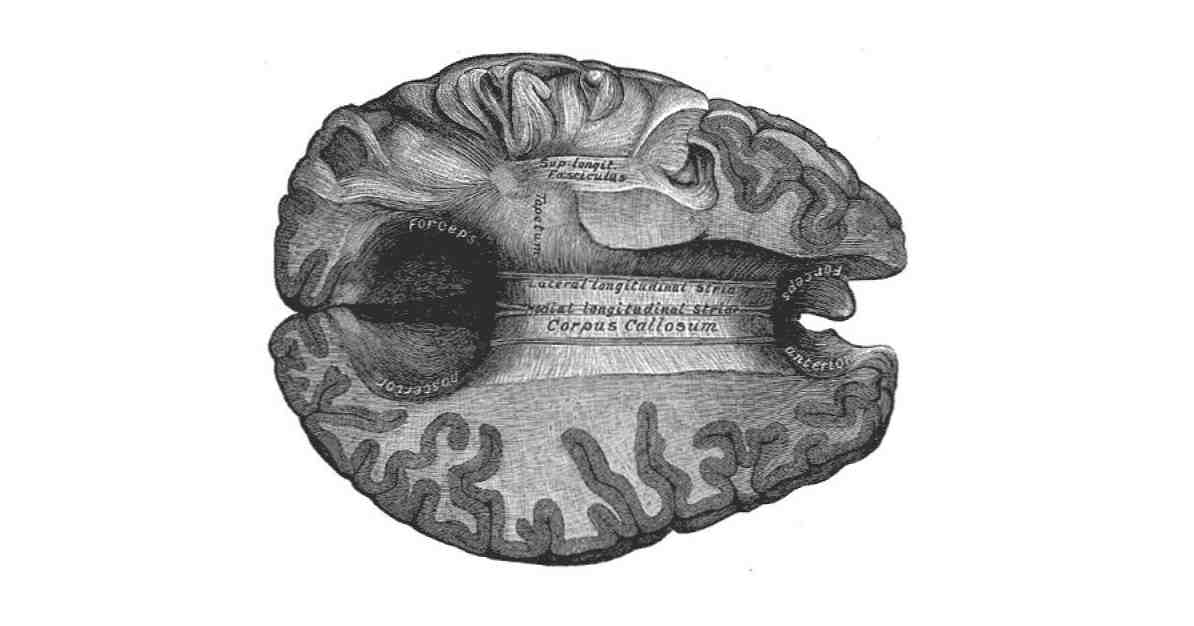 Corpus callosum i hjärnstrukturen och funktionerna / neurovetenskap