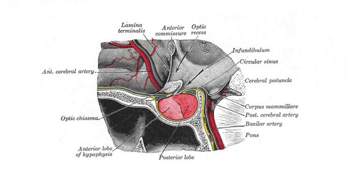 Mamillary bodies (hjärnområde) definition, lokalisering och funktioner / neurovetenskap