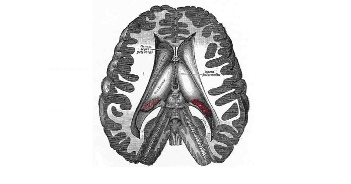 Diensefalon yapısı ve bu beyin bölgesinin işlevleri / neuroscıences