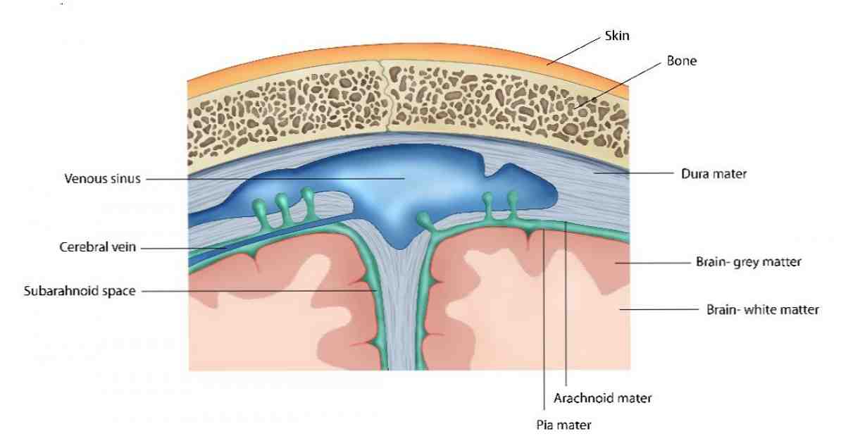 Dura mater (aju) anatoomia ja funktsioonid / Neuroteadused