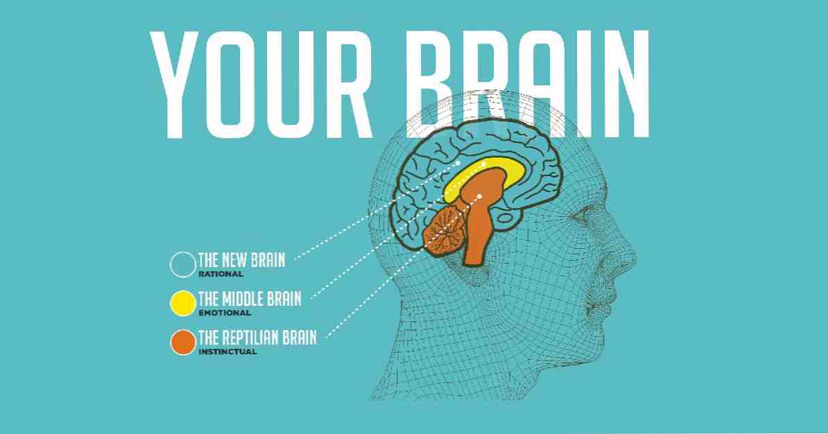 A 3 hüllő, limbikus és neocortex agy modellje / idegtudományok