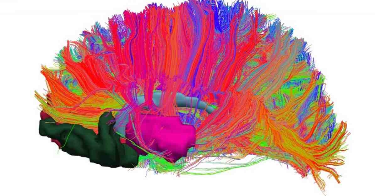 Hjernens belønningssystem, hvordan fungerer det? / nevrovitenskap