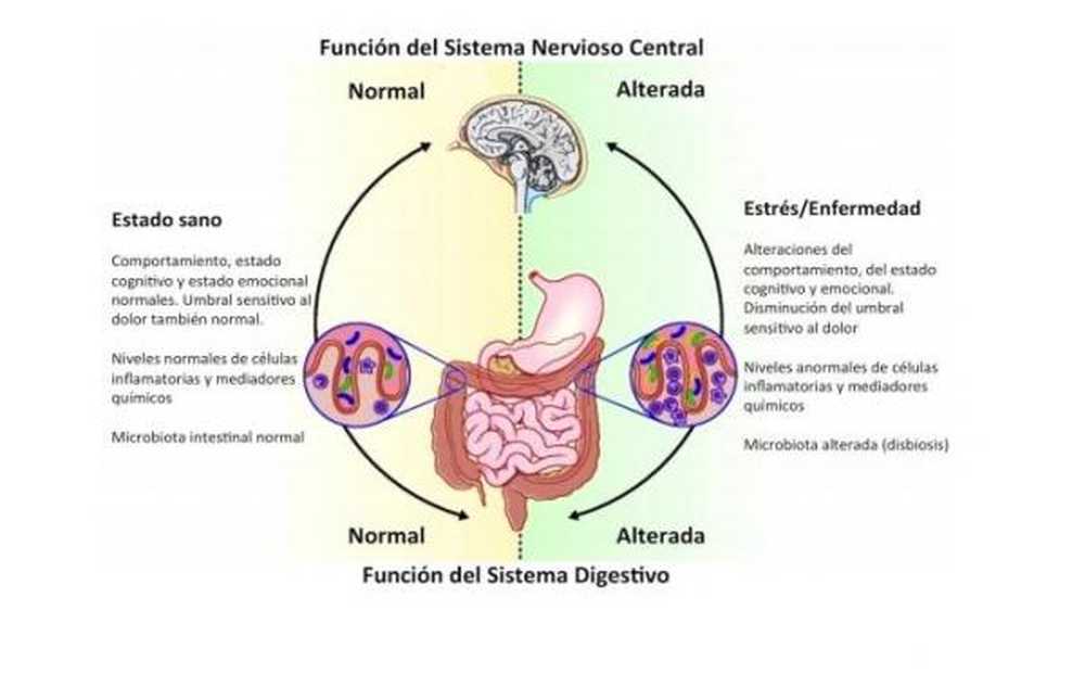 Le système nerveux entérique et sa physiologie