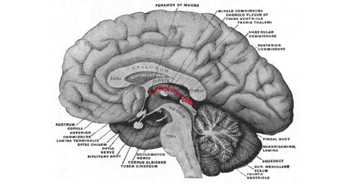 Części epitalamiczne i funkcje tej struktury mózgu / Neuronauki