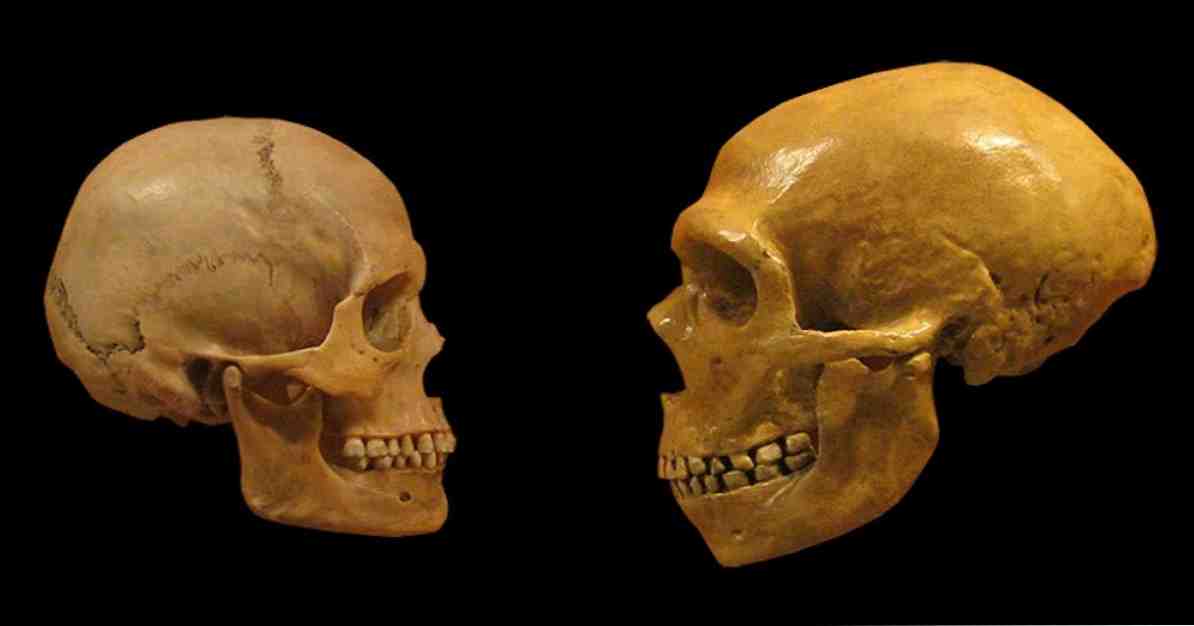 Là loài của chúng ta thông minh hơn người Neanderthal? / Nhận thức và trí thông minh