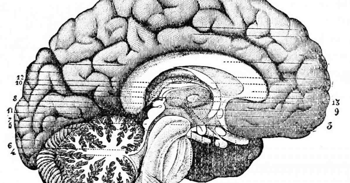 Subkortikalne strukture tipova i funkcija mozga / neuroznanosti