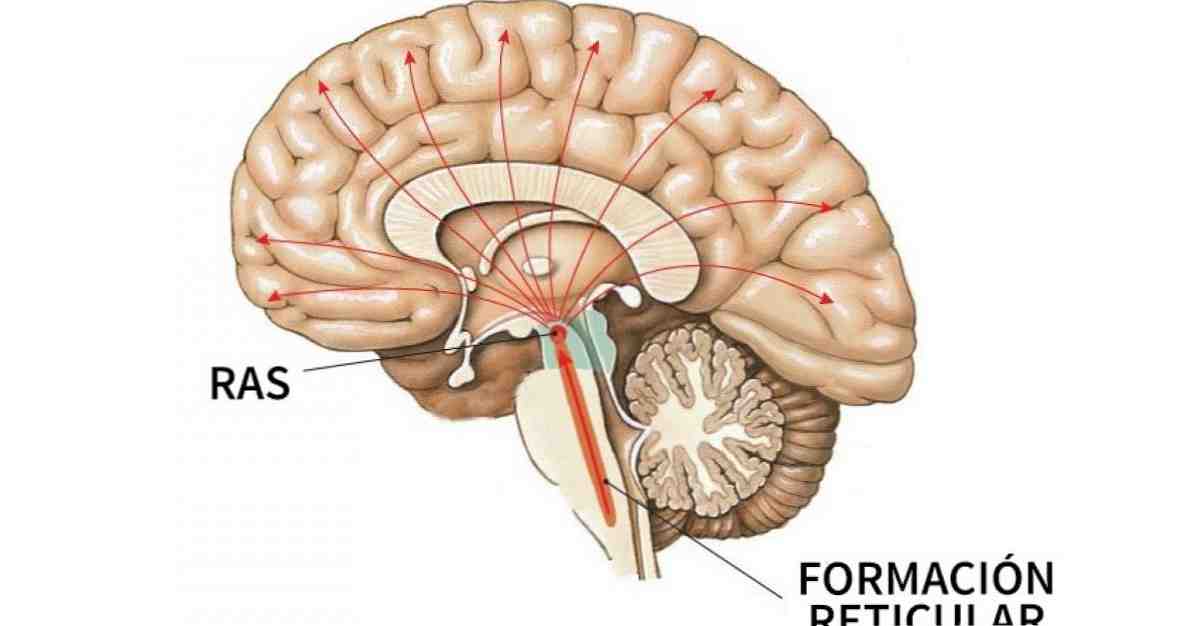 Retikulære formationsegenskaber, funktioner og tilknyttede sygdomme / neurovidenskab