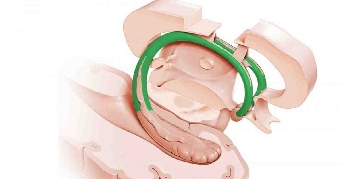 Fornix (ou trigone cérébrale) anatomie et fonctions / Neurosciences