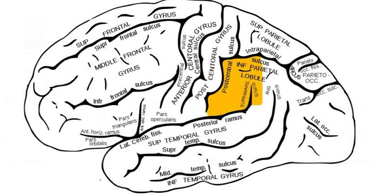 Supramarginal rotation funktioner og lidelser forbundet med denne hjerne region / neurovidenskab