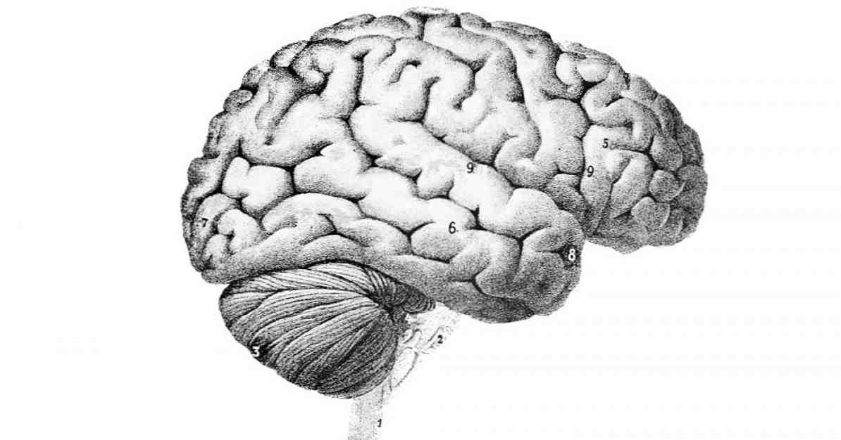 Smegenys sukelia 9 pagrindines smegenų raukšles / Neurologijos