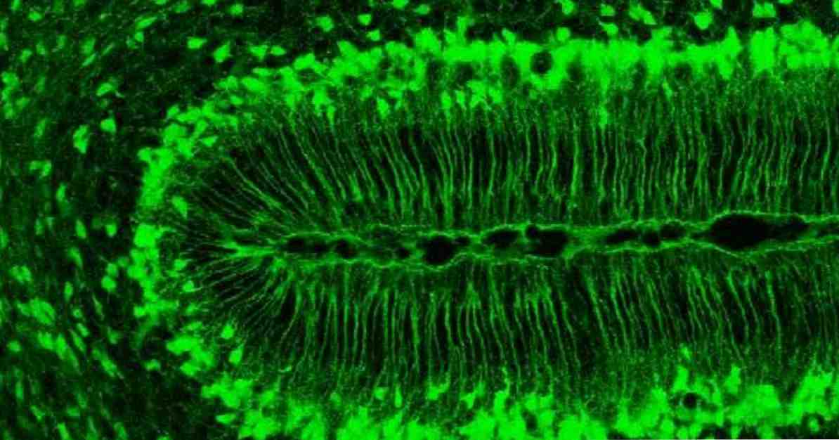 Radyal glia nedir ve beyinde hangi işlevleri vardır? / neuroscıences