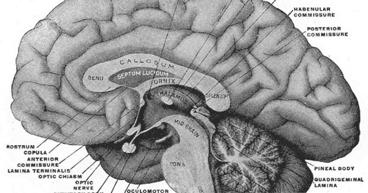 Pijnappelklier (of epifyse) functies en anatomie / neurowetenschappen