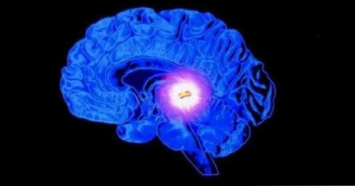 Hüpofüüsi (hüpofüüsi) seos neuronite ja hormoonide vahel / Neuroteadused