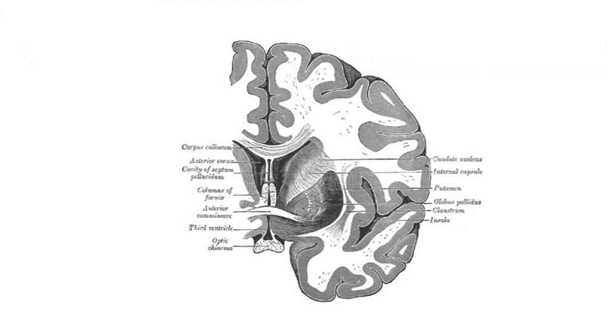 Struktur dunia pucat, fungsi dan gangguan yang berkaitan / Neurosains