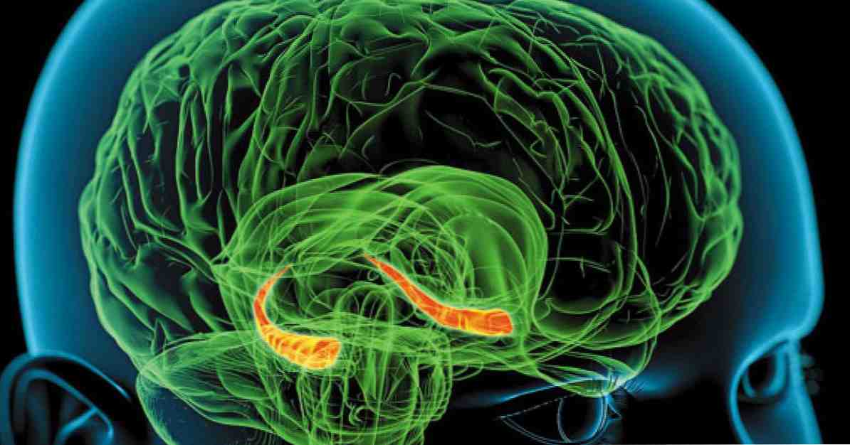 Hippocampusfuncties en structuur van het orgaan van het geheugen / neurowetenschappen