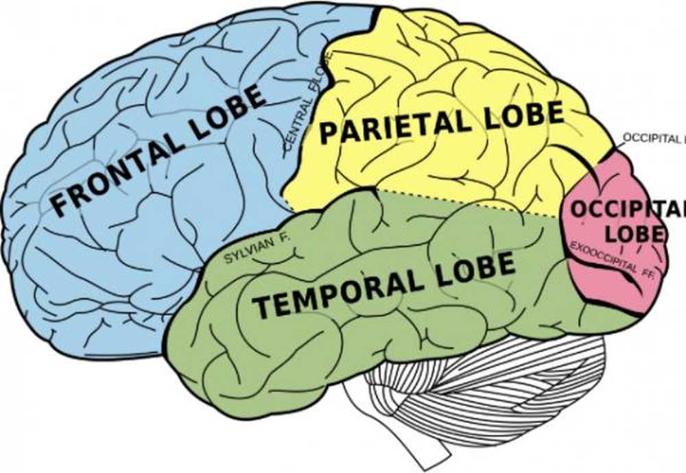 Fungsi dan bahagian korteks cerebral