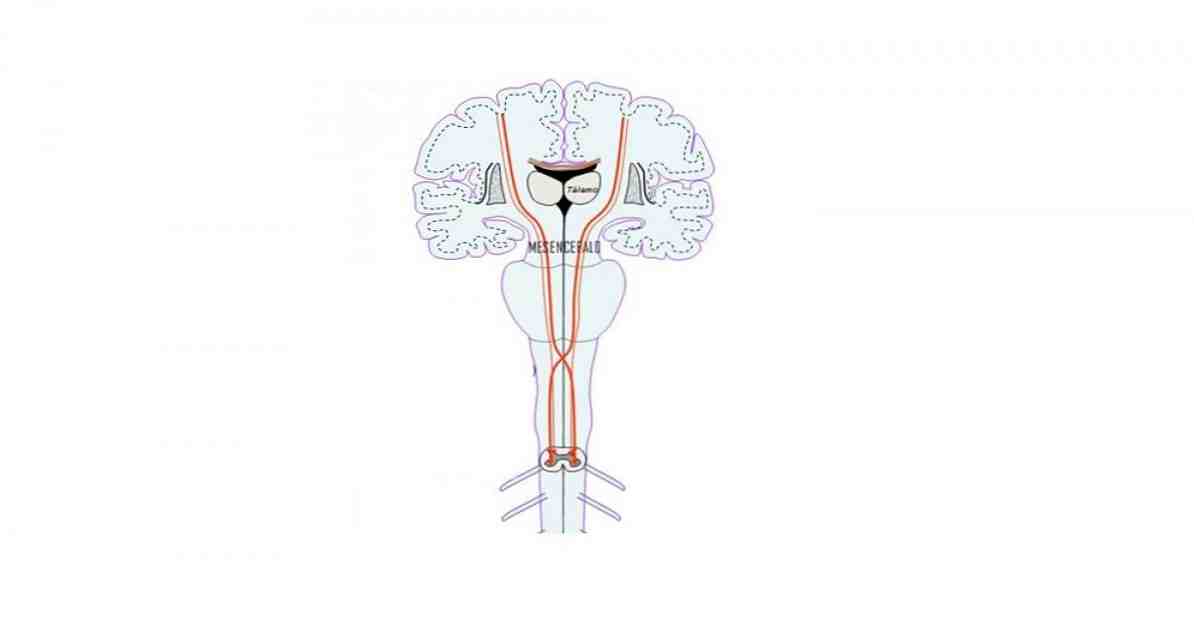 पिरामिड उनके भागों और विशेषताओं का क्षय / न्यूरोसाइंसेस