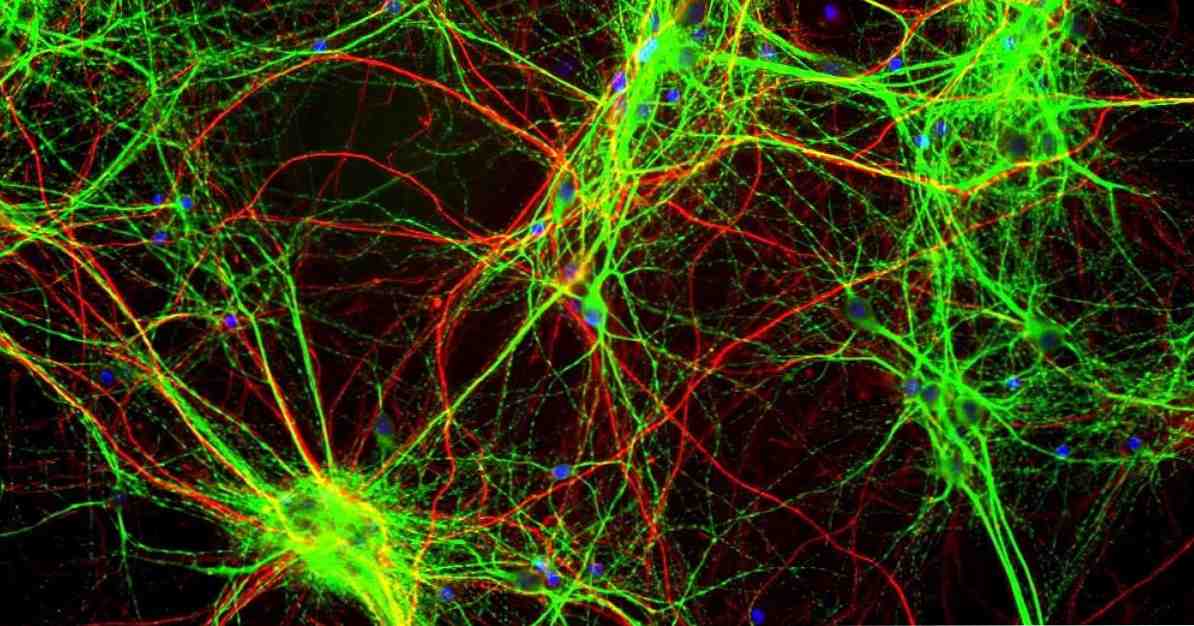 Hipotesis serotoninergik depresi / Ilmu saraf