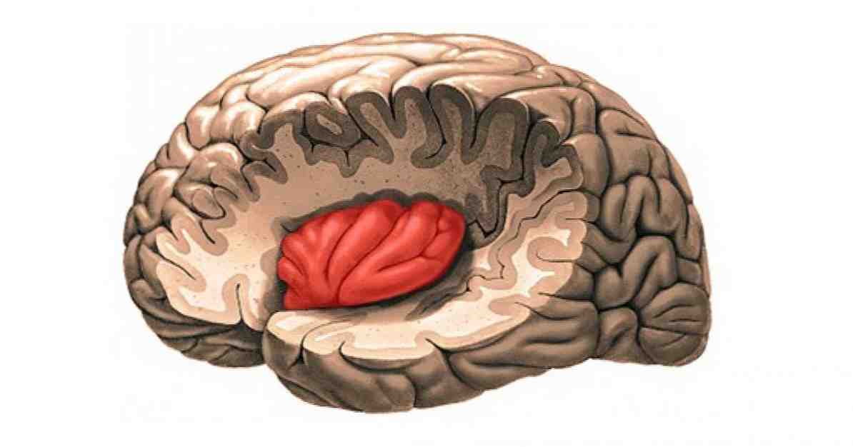 Aivojen tämän osan insula-anatomia ja toiminnot