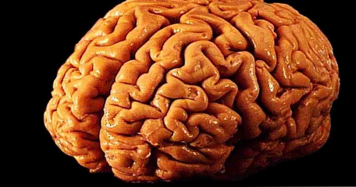 La psychothérapie produit des changements dans le cerveau / Neurosciences