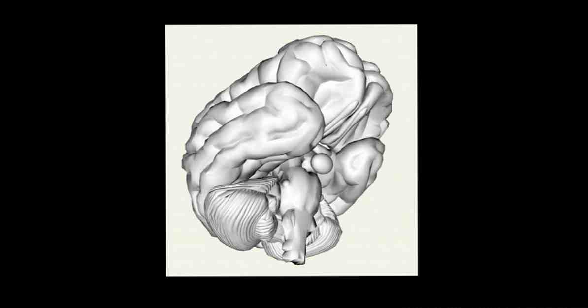 Die modulare Theorie des Geistes, was es ist und was es über das Gehirn erklärt / Neurowissenschaften