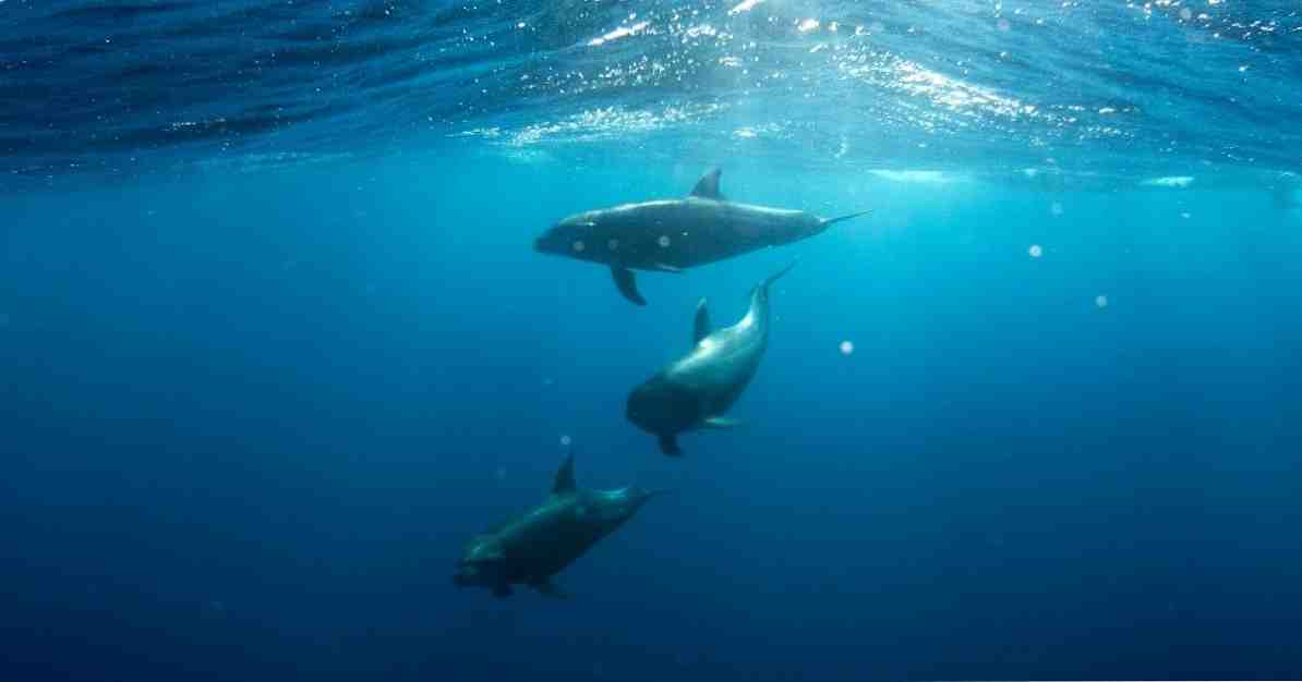 Delfīnu terapijas akustiskie viļņi, kas dziedē / Klīniskā psiholoģija