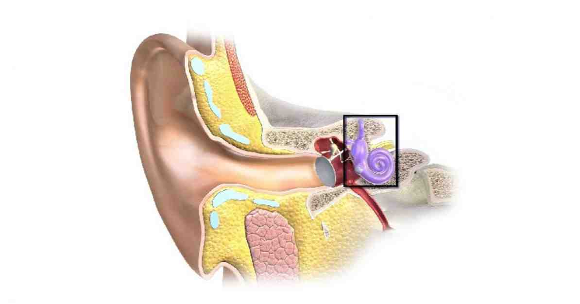 Cele 10 părți ale urechii și procesul de recepție a sunetului / neurostiinte