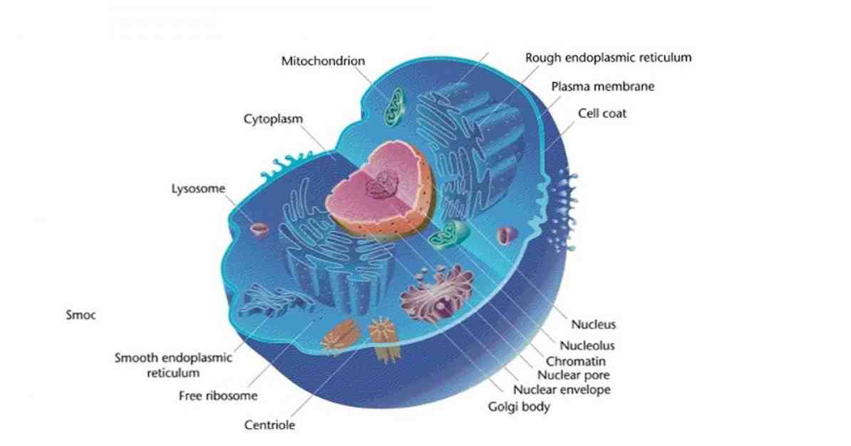 Les 12 différences entre cellule eucaryote et cellule procaryote