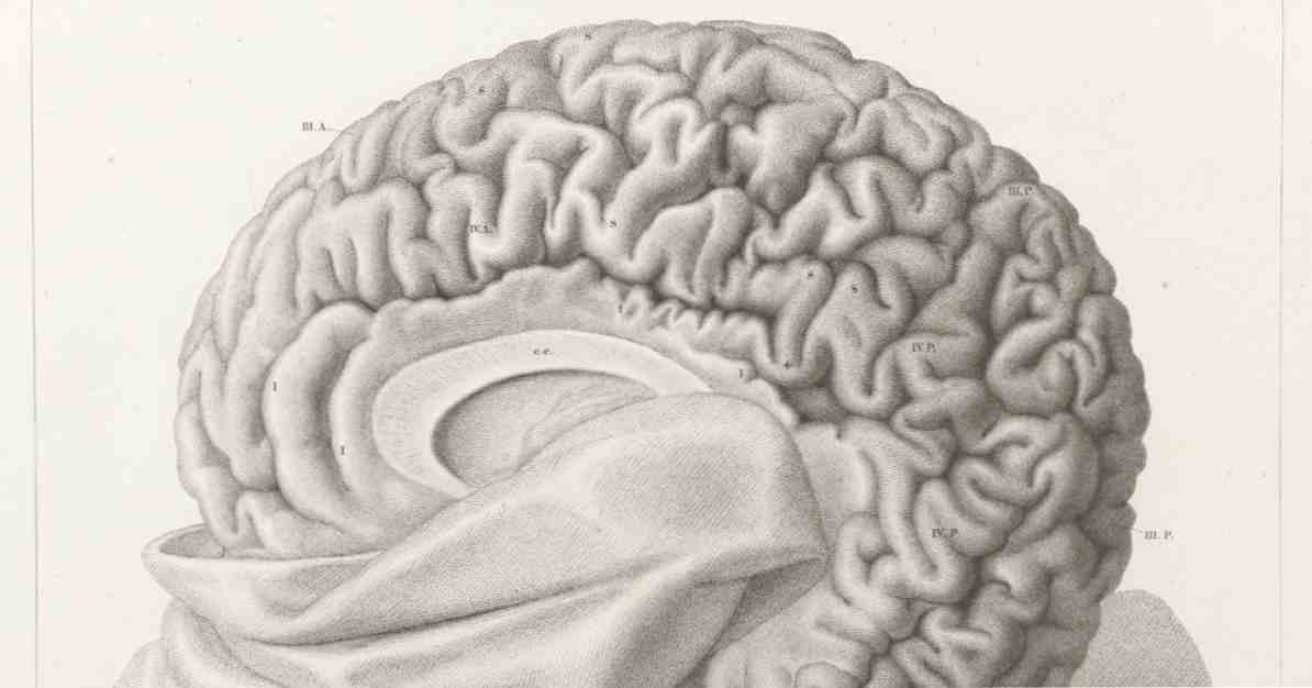 Cele mai importante 12 boli ale creierului / Psihologie clinică