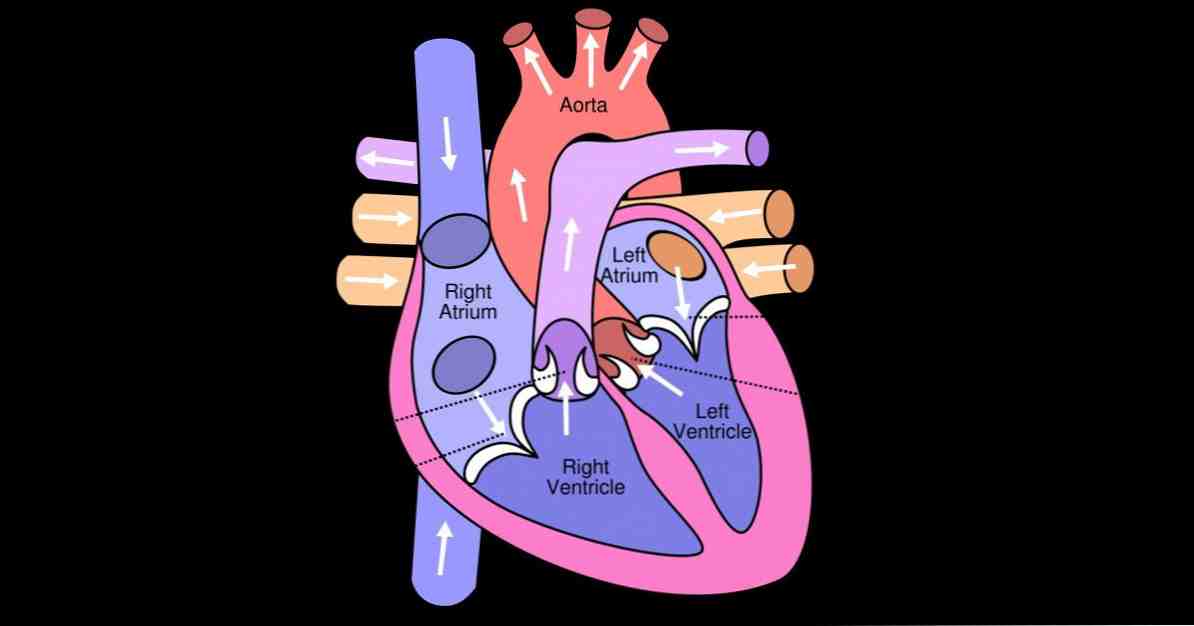 De 13 delene av det menneskelige hjerte (og dets funksjoner)