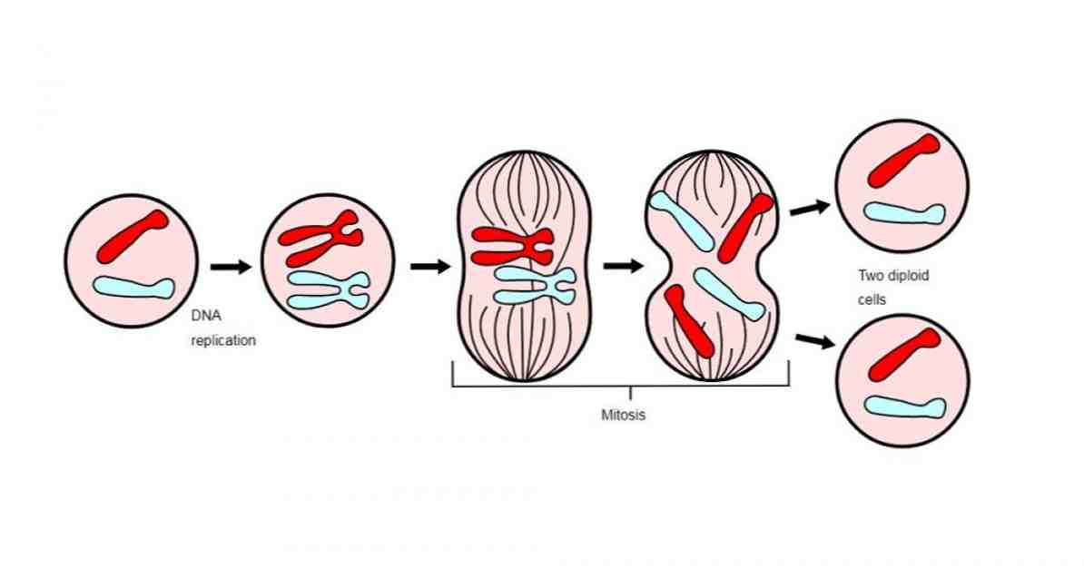 Les 4 phases de la mitose dupliquent donc la cellule / Médecine et santé