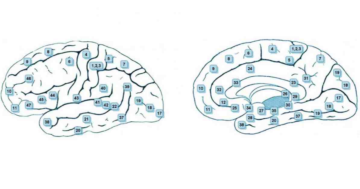 As 47 áreas de Brodmann e as regiões do cérebro que contêm / Neurociências