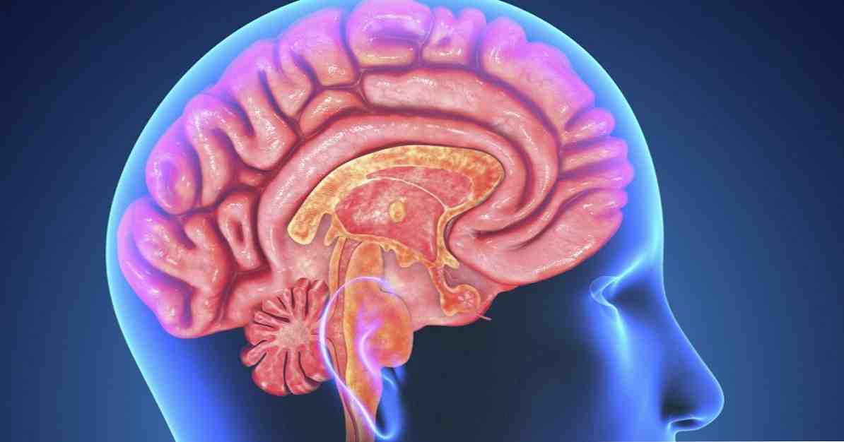 Penkios smegenų klausos zonos / Neurologijos