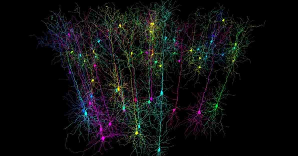 'Yer hücreleri', beynimizdeki GPS gibi bir şey / neuroscıences